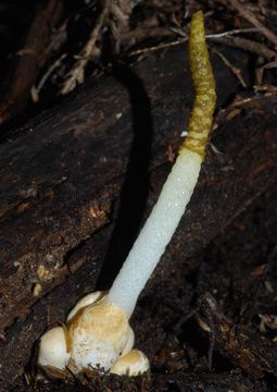 Image of <i>Mutinus borneensis</i> Ces. 1879