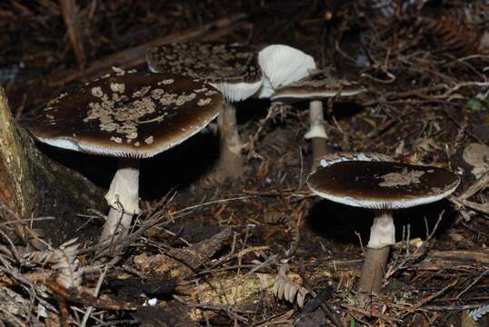 Image of Amanita nothofagi G. Stev. 1962