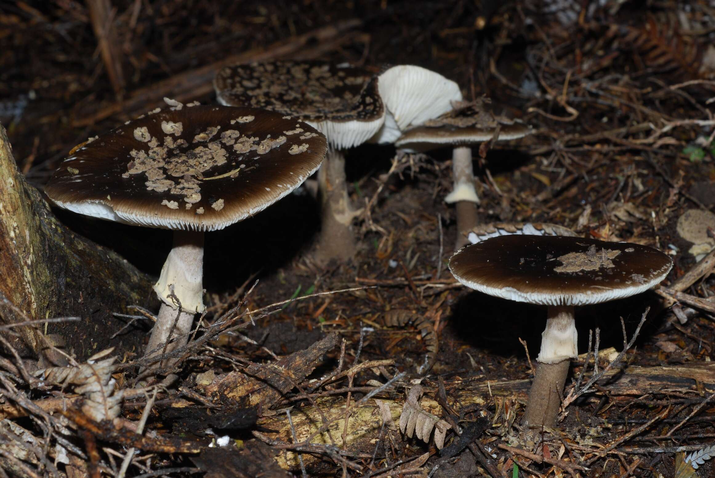 Слика од Amanita nothofagi G. Stev. 1962