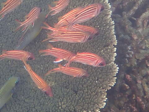 Image of Red Striped Squirrelfish