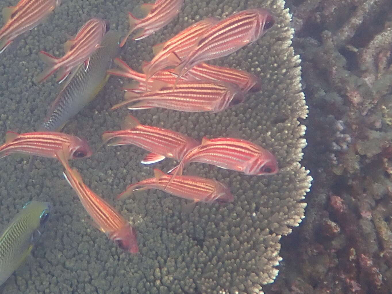 Image of Red Striped Squirrelfish