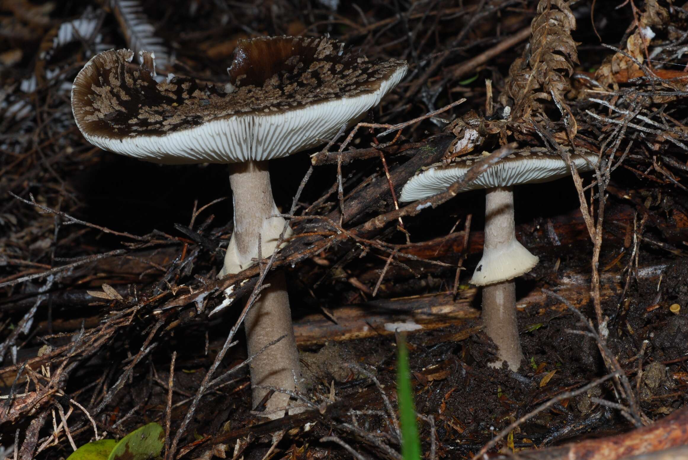 Image of Amanita nothofagi G. Stev. 1962