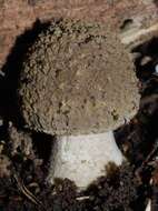 Image of Amanita nothofagi G. Stev. 1962