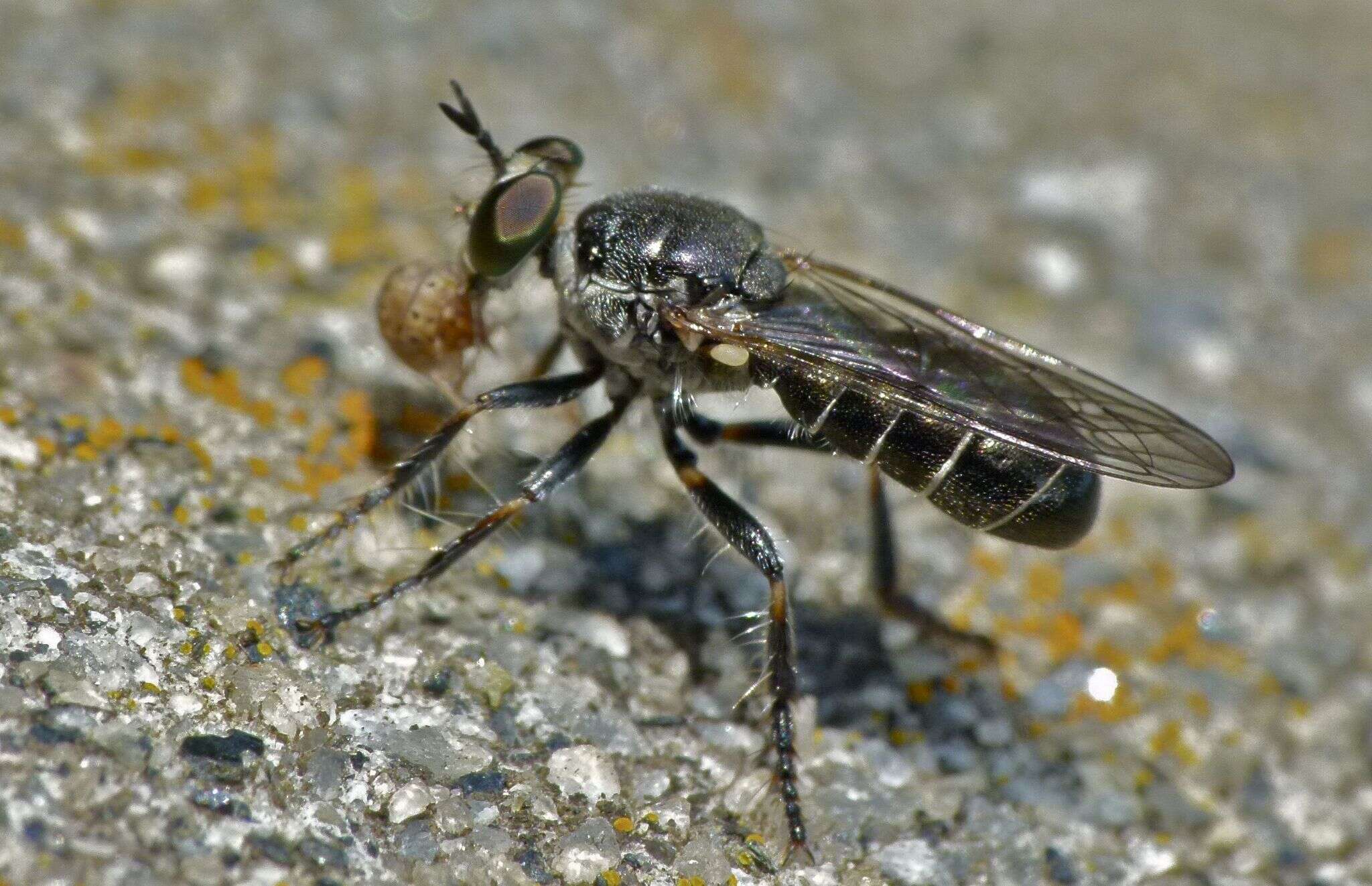 Image of Atomosia puella (Wiedemann 1828)