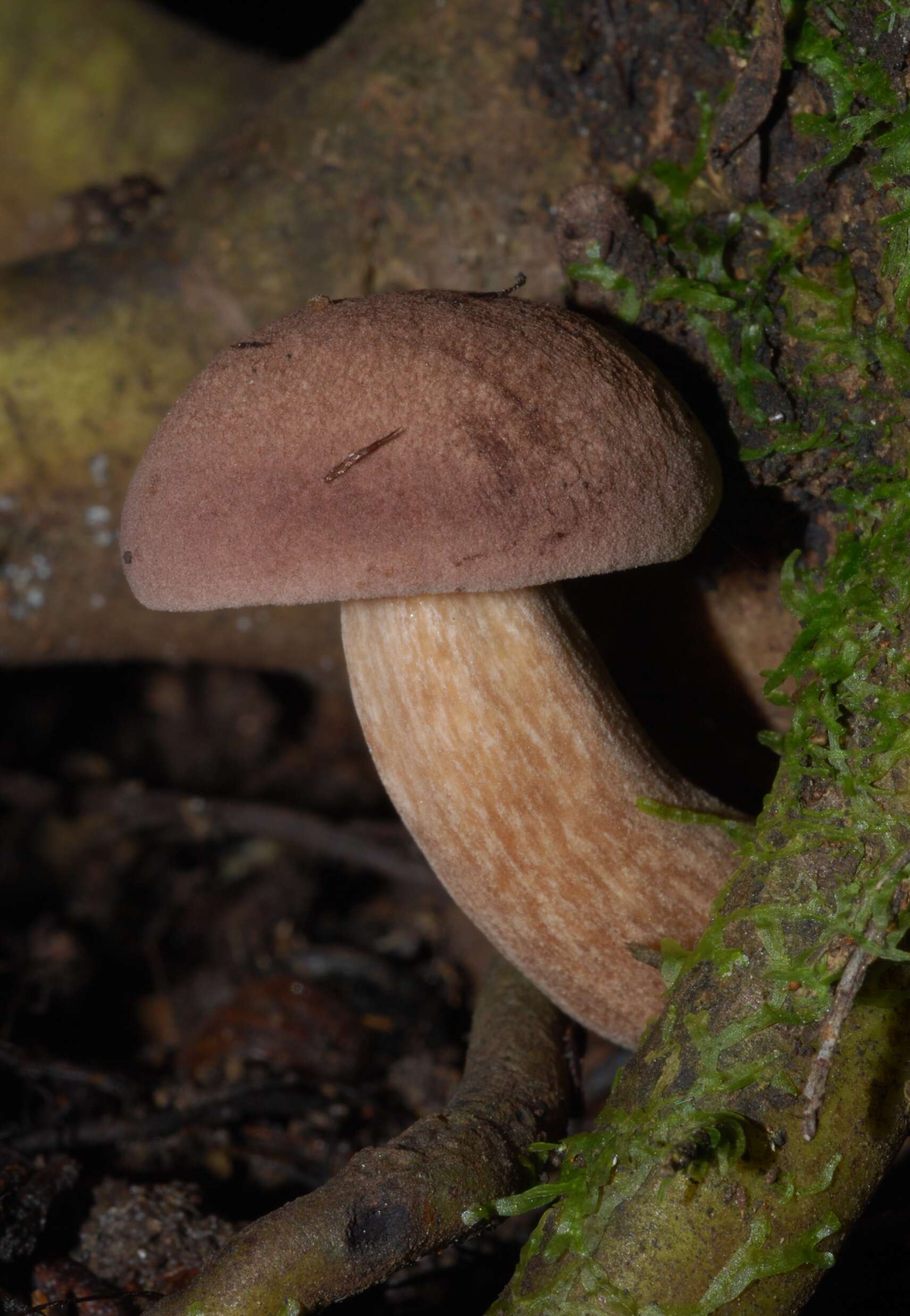 Image of Porphyrellus brunneus McNabb 1967