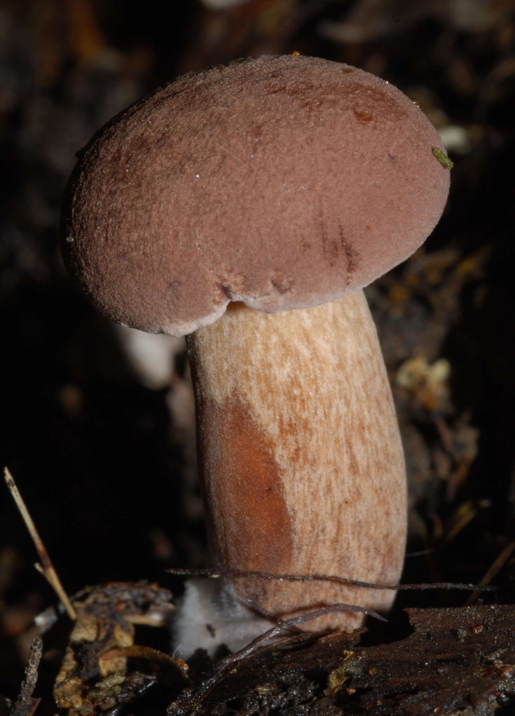 Image of Porphyrellus brunneus McNabb 1967