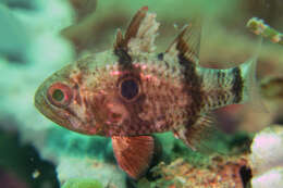 Image of Bullseye cardinalfish