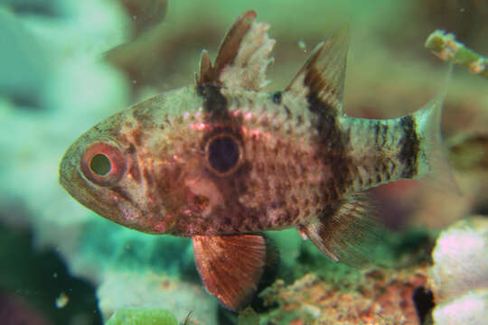 Image of Bullseye cardinalfish