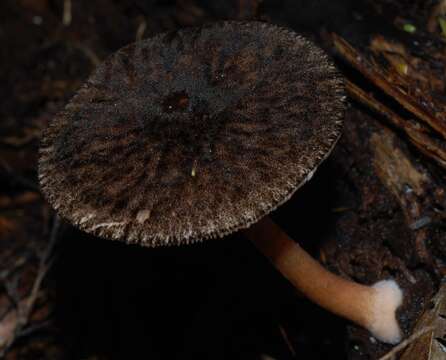 Image of Deer Mushrooms