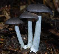 Image of Entocybe haastii (G. Stev.) Largent 2014