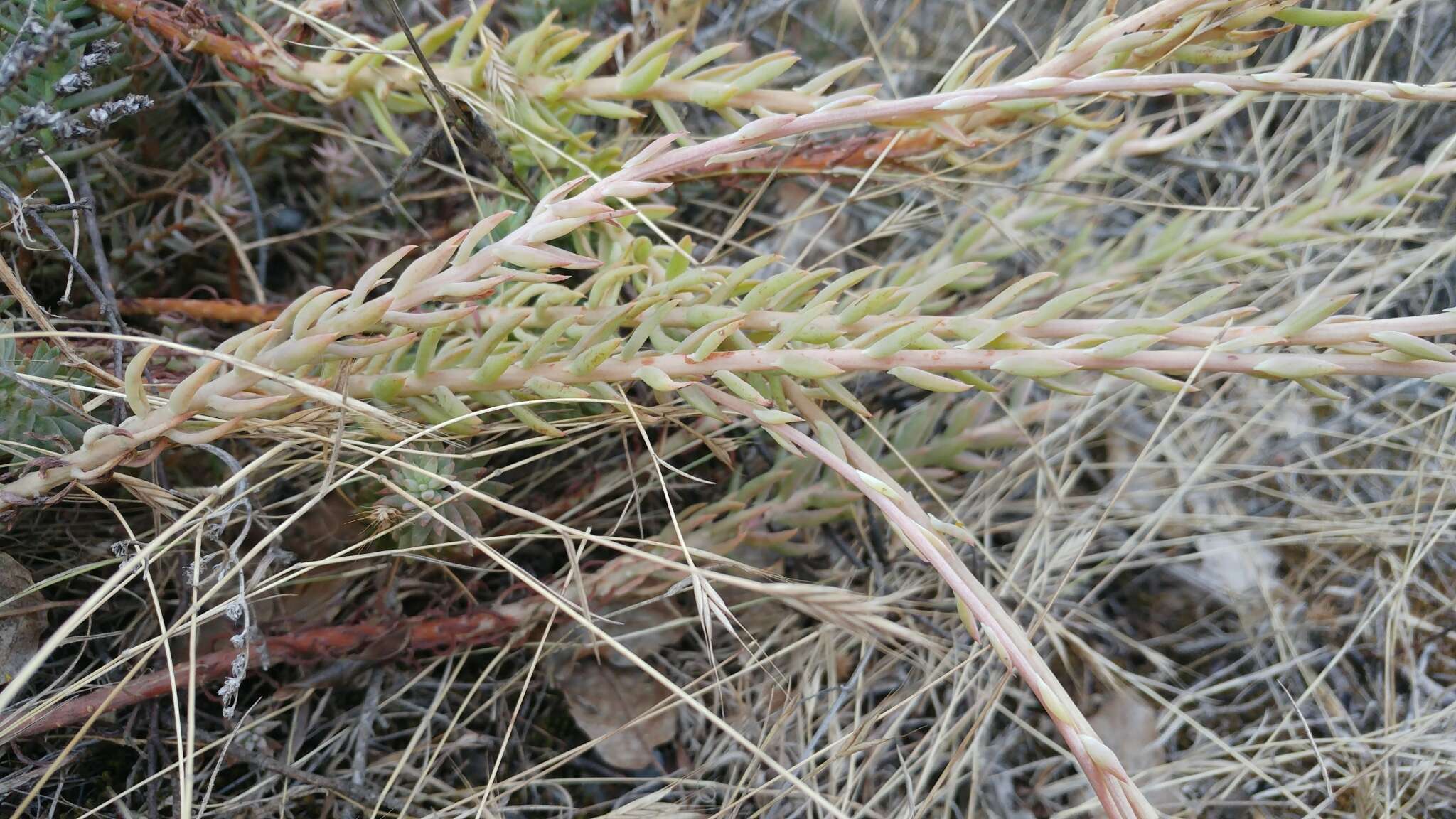 Image of Petrosedum sediforme (Jacq.) V. Grulich