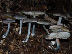 Image of Entocybe haastii (G. Stev.) Largent 2014