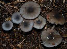 Image of Entocybe haastii (G. Stev.) Largent 2014