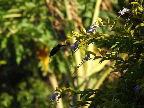 Image of Garden Emerald