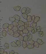 Image of Entocybe haastii (G. Stev.) Largent 2014