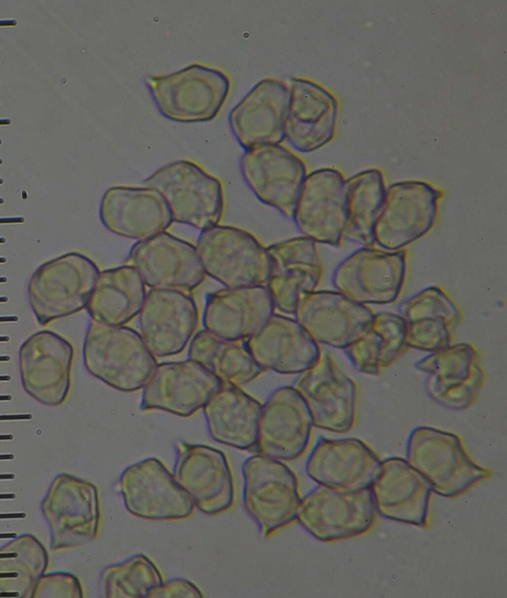 Image of Entocybe haastii (G. Stev.) Largent 2014