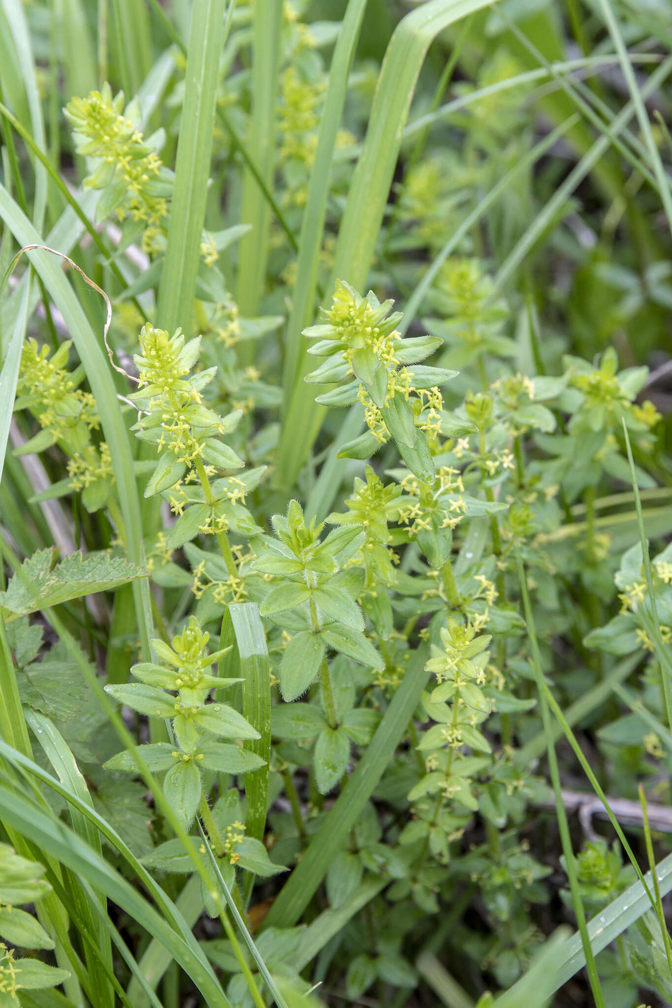 Image of Cruciata glabra subsp. krylovii (Iljin) E. G. Naumova