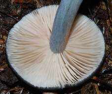 Image of Entocybe haastii (G. Stev.) Largent 2014