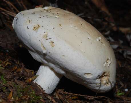 Image of Boletus semigastroideus Nuhn, Manfr. Binder, A. F. S. Taylor, Halling & Hibbett 2013