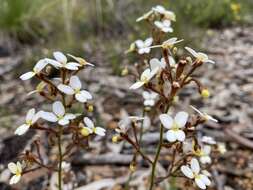 Image of Stylidium ciliatum Lindl.