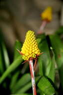 Image of Aechmea calyculata (É. Morren) Baker