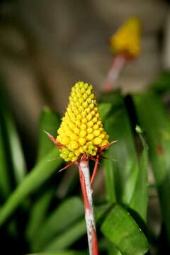 Image of Aechmea calyculata (É. Morren) Baker