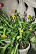 Image of Aechmea calyculata (É. Morren) Baker