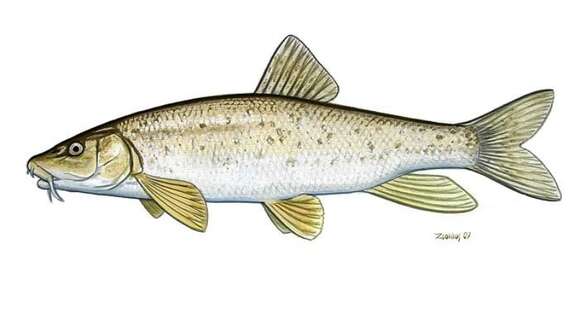 Image of Peloponnese barbel