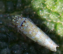 Image of Ligurian Leafhopper