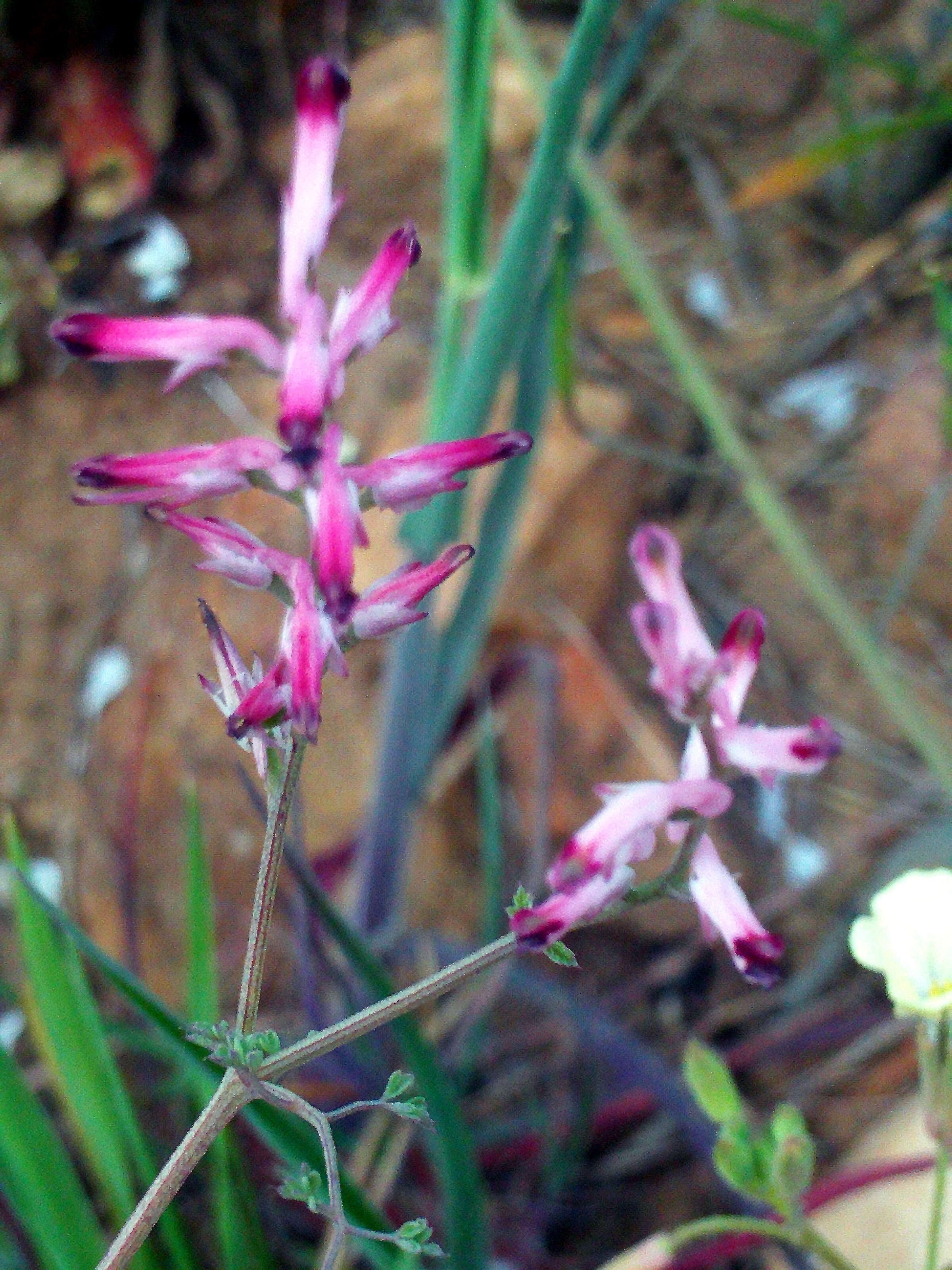 Plancia ëd Fumaria officinalis L.