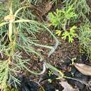 Image of Caladenia caesarea subsp. caesarea