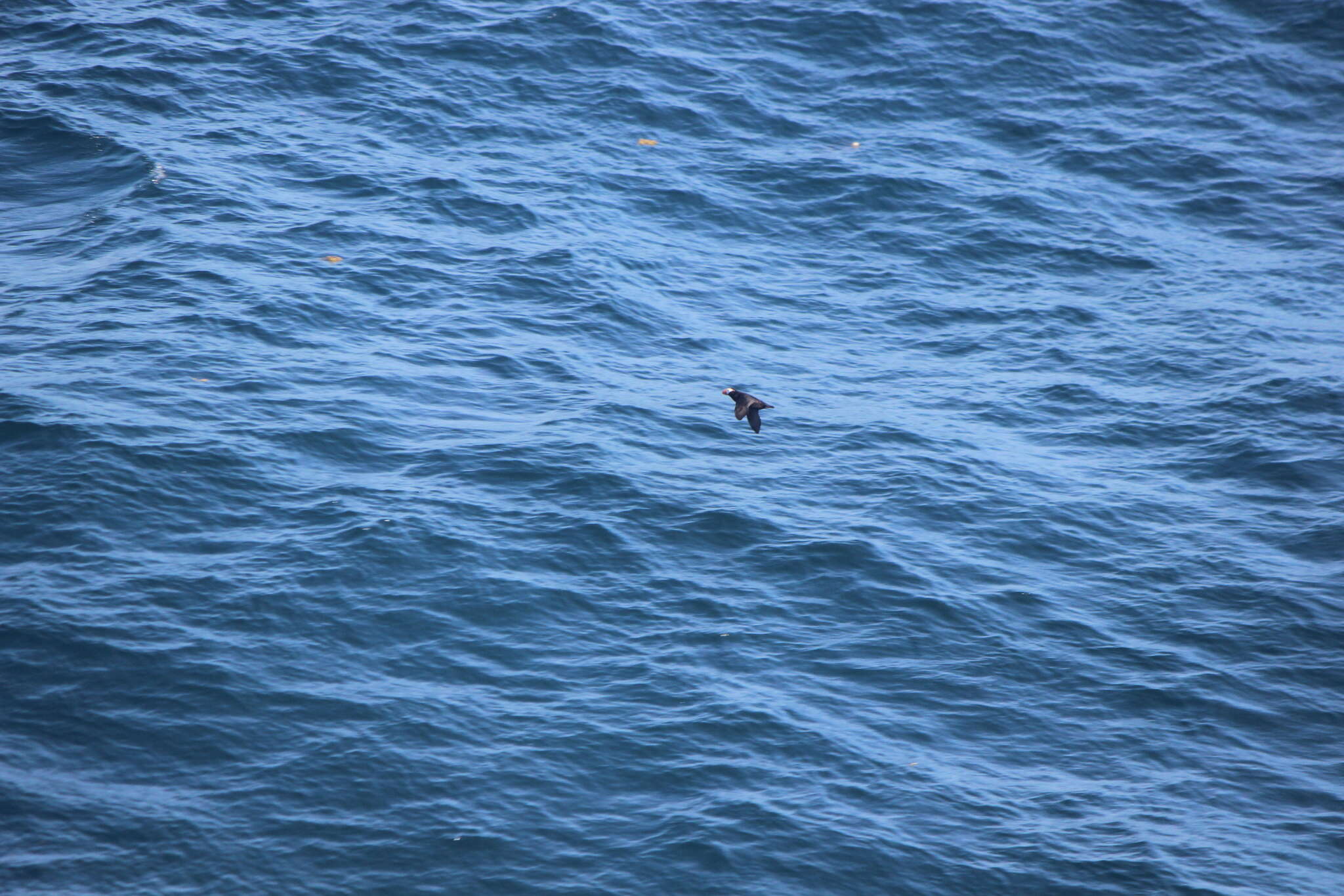 Image of Tufted Puffin