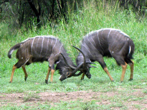 Image of Nyala