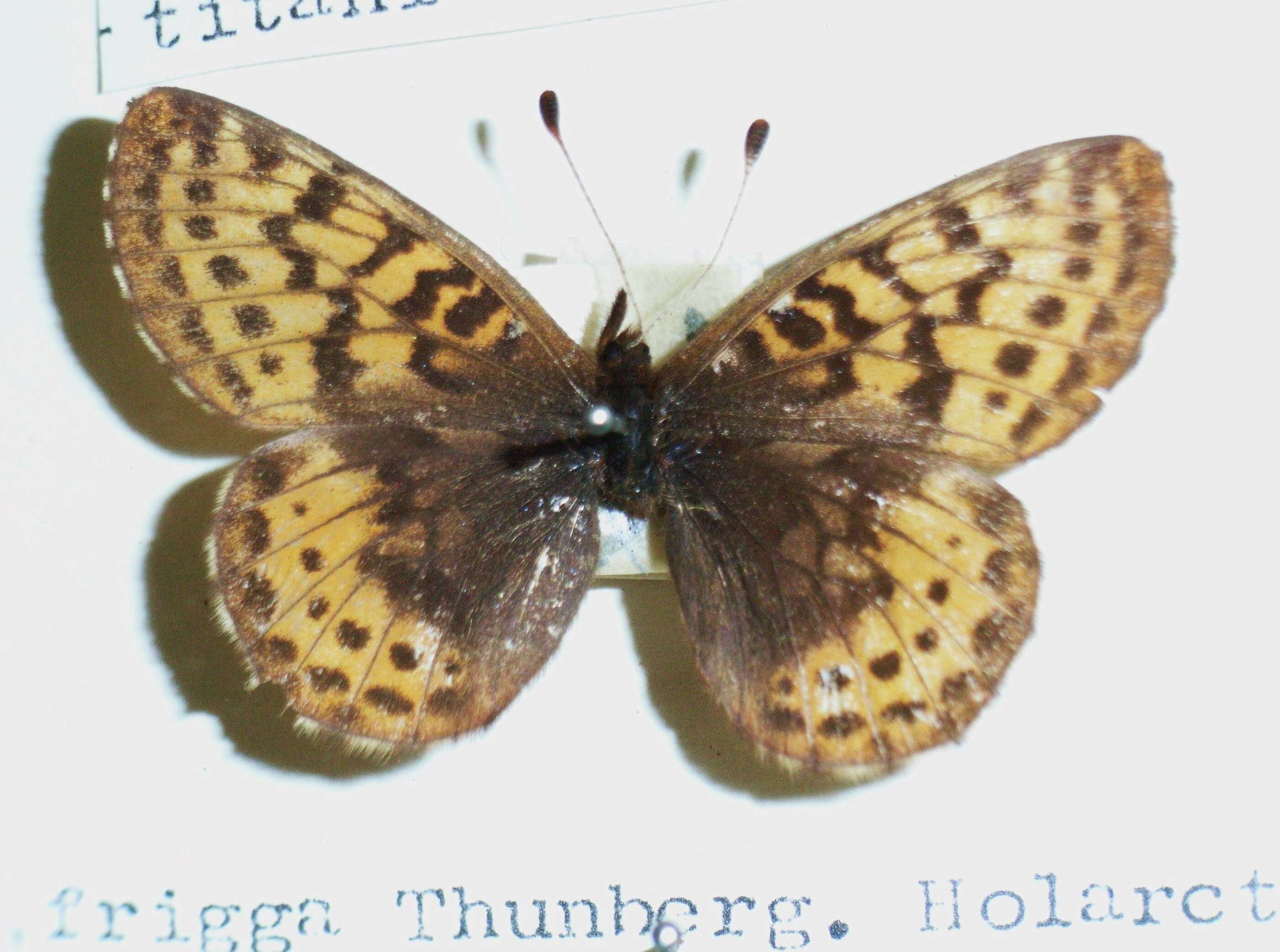 Plancia ëd Boloria frigga