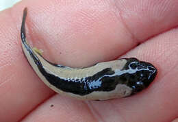 Image of New Zealand lumpfish