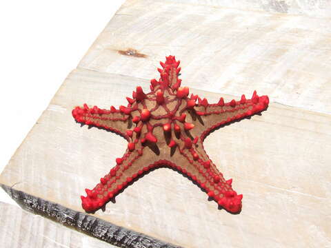 Image of African red knob sea star