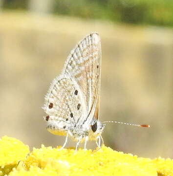 Image of Bright Babul Blue