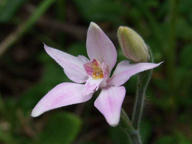 Image of Pink fairy orchid