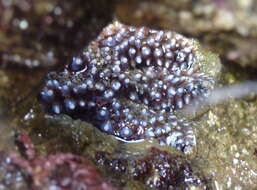 Image of Giant seastar