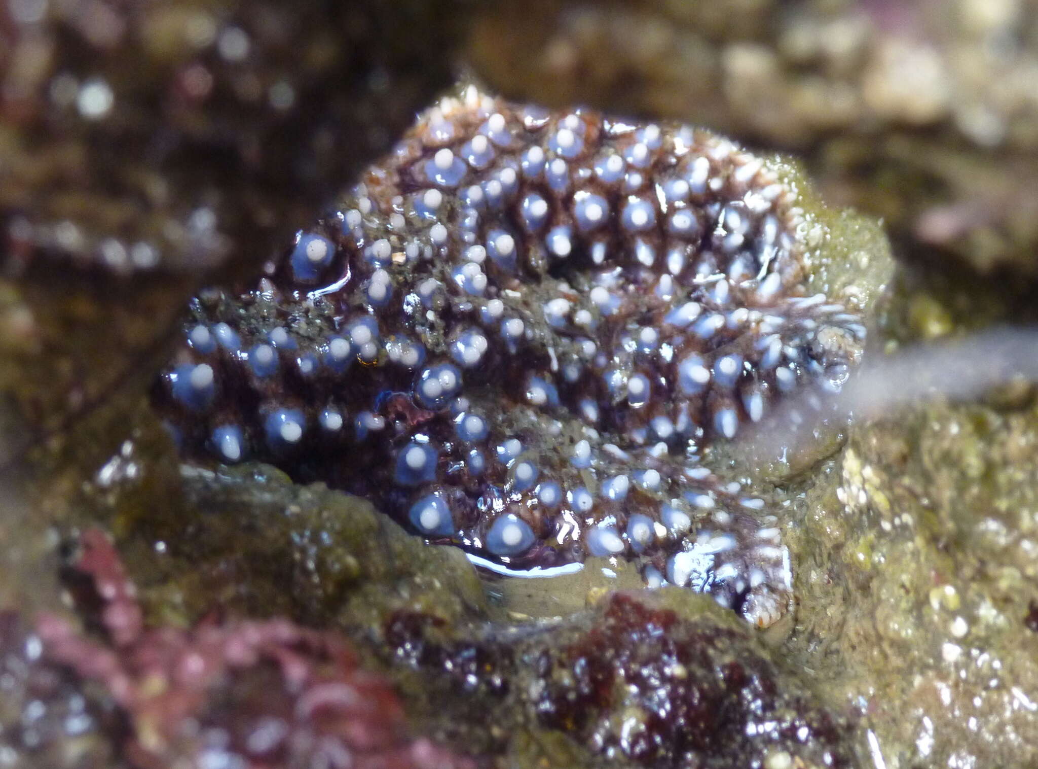 Image of Giant seastar