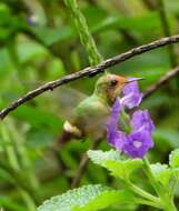 Lophornis stictolophus Salvin, Elliot & DG 1873 resmi