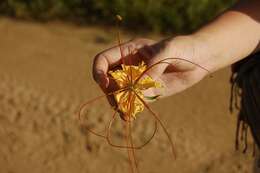 Image of Creamy Peacock Flower