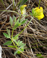 Image of Lotus borbasii Ujhelyi