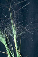 Imagem de Muhlenbergia asperifolia (Nees & Meyen ex Trin.) Parodi