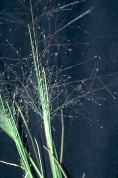 Imagem de Muhlenbergia asperifolia (Nees & Meyen ex Trin.) Parodi