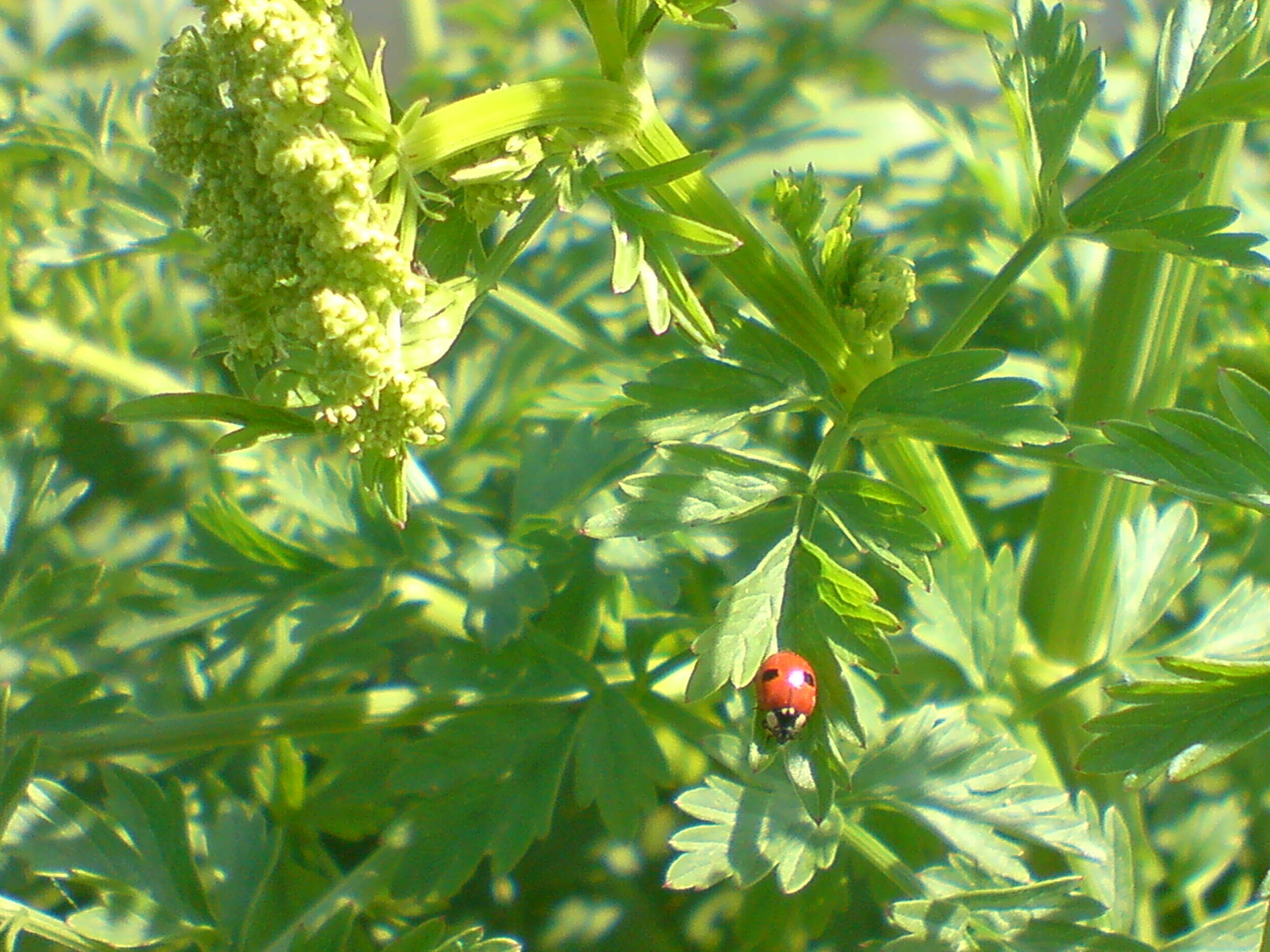 Adalia bipunctata (Linnaeus 1758) resmi