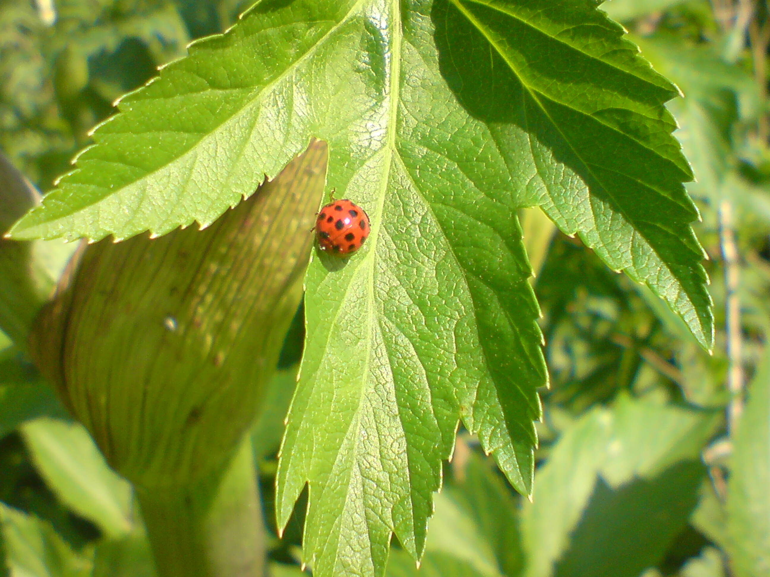 Image of Harmonia axyridis (Pallas 1773)