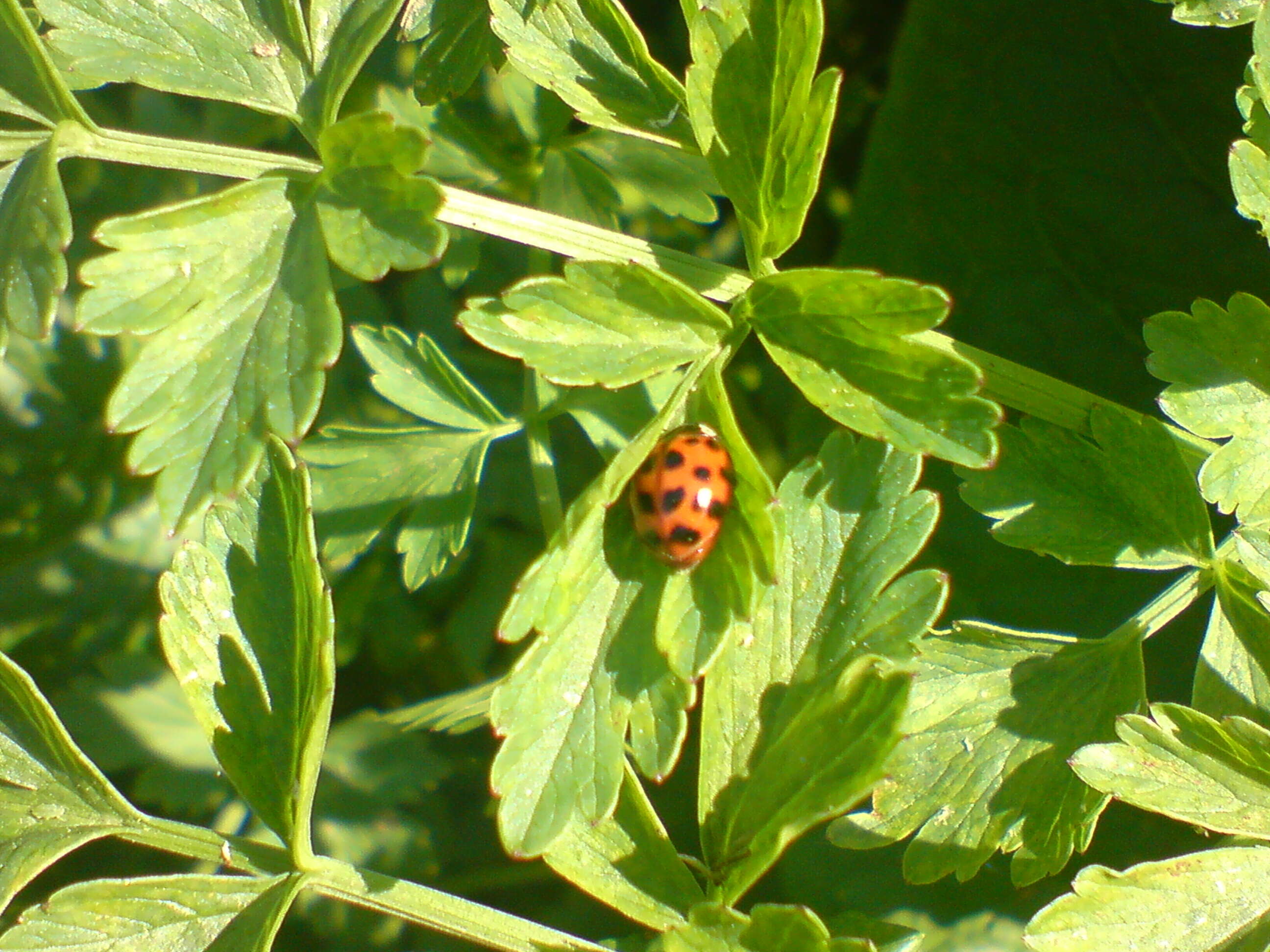 Image of Harmonia axyridis (Pallas 1773)