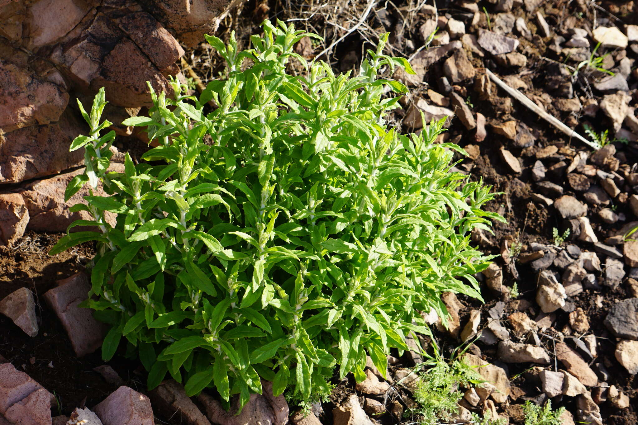 Sivun Pseudognaphalium biolettii A. A. Anderberg kuva