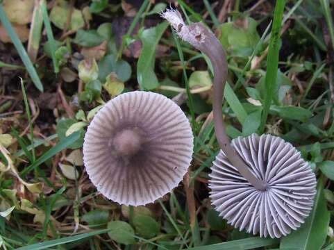 Image of Mycena polygramma (Bull.) Gray 1821